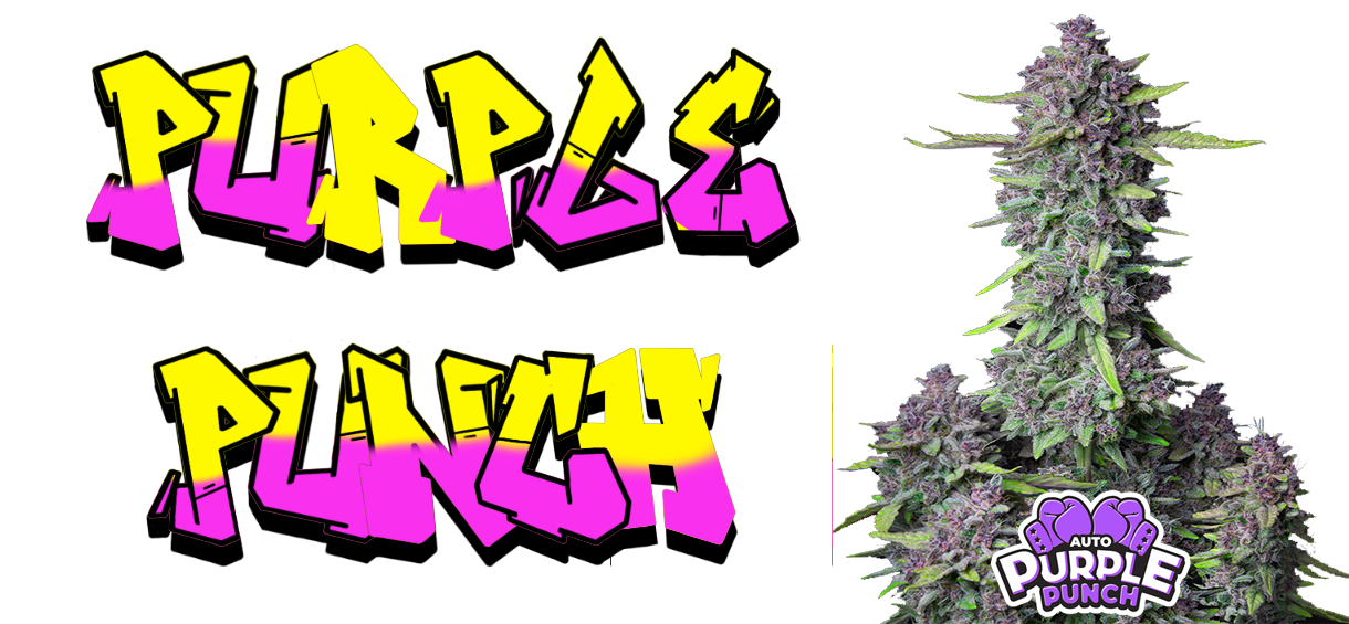Purple Punch Strain - Review & Information - Cannabis Seeds 2022
