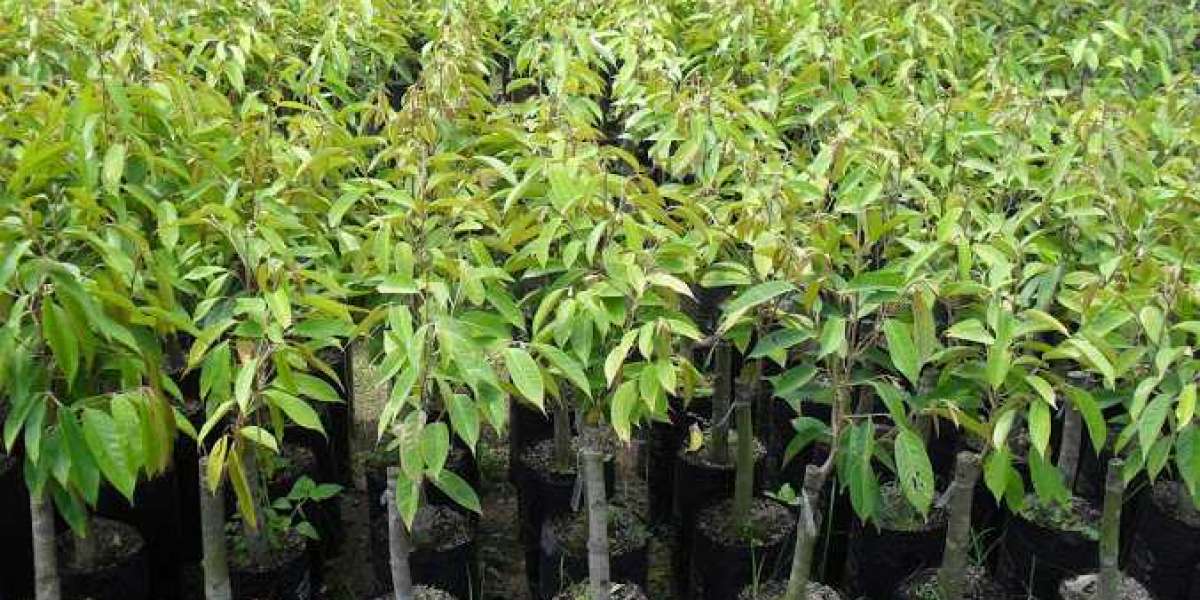 Công ty cây giống nào nên lựa chọn tại Hồ Chí Minh hiện nay