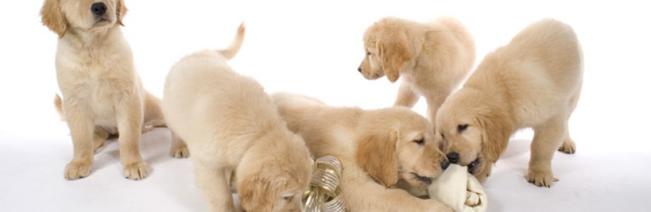 Premiumpet House Cover Image