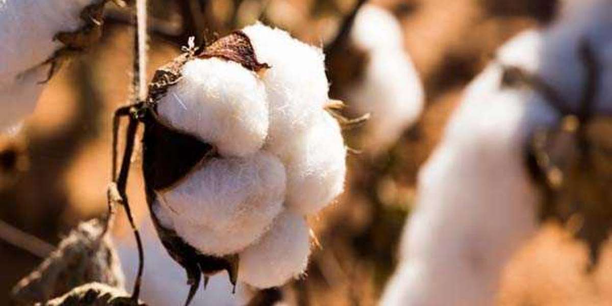 Is organic cotton the future of sustainable development?