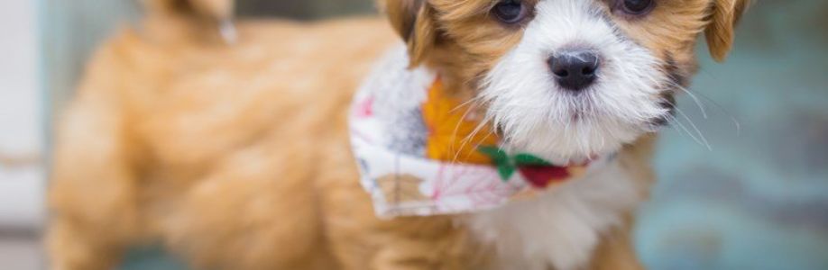 Dogbreeder Pune Cover Image