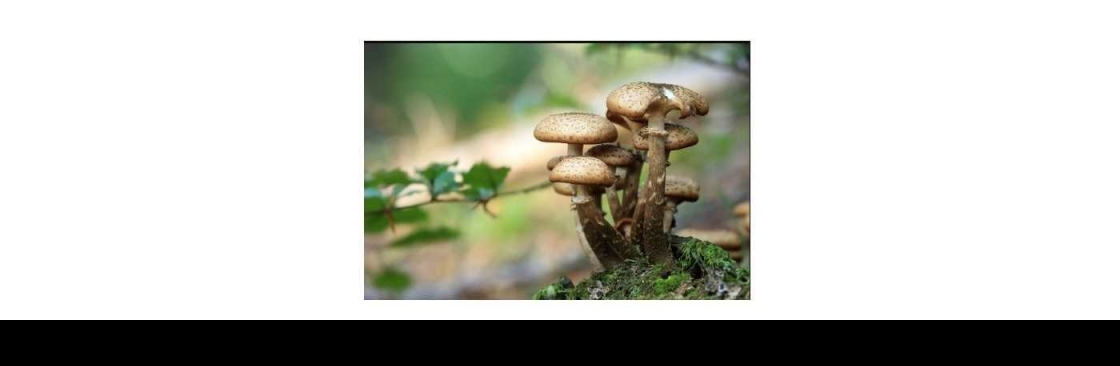 magic mushrooms dispensary shop Cover Image