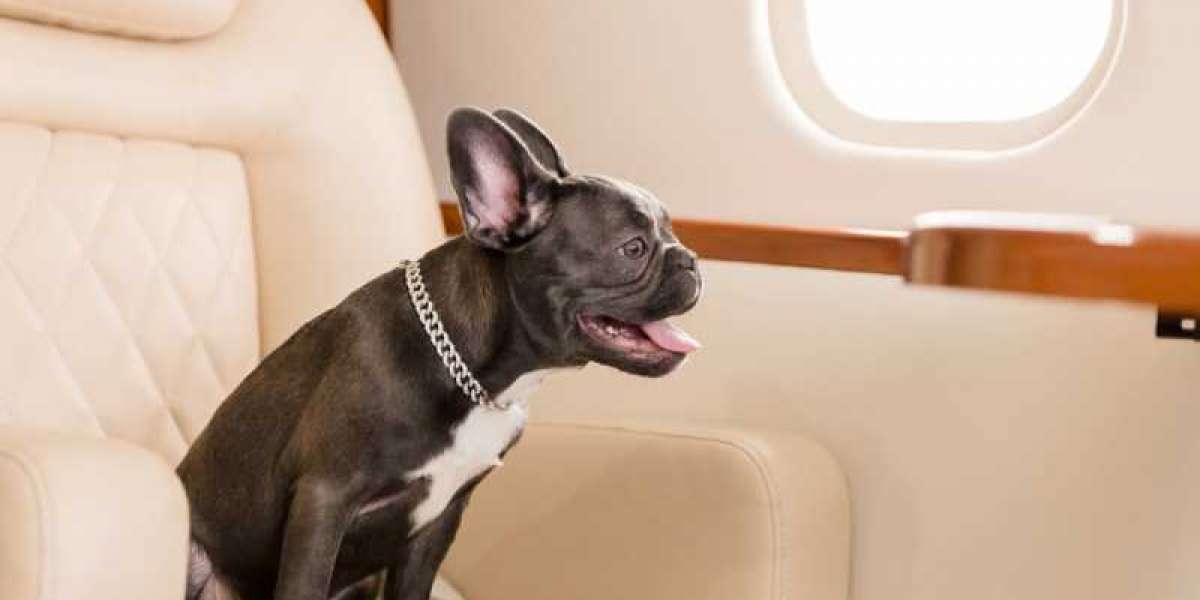 What is JetBlue Airways' Pet Policy and Fees?