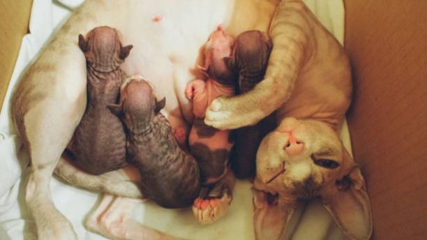 Finding the Perfect Companion: Sphynx Kittens for Sale - Sphynx World | Tealfeed