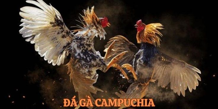 Đá gà Campuchia thu hút người chơi siêu khủng