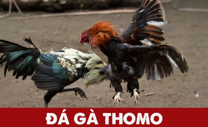Đá gà Thomo trực tiếp mới nhất hôm nay - Nơi bạn nên xem ?