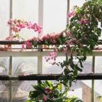 Conservatories London Profile Picture