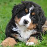 bernese mountain dog puppy breeders Profile Picture
