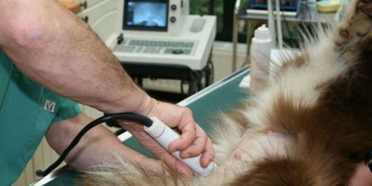 O Verdadeiro Custo do Exame de Tireoide em Cães: Vale a Pena?