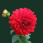 drhimanshu gupta gupta Profile Picture