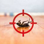 orented Profile Picture