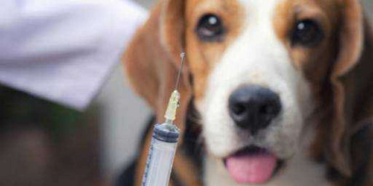 Dog Flu: Symptoms, Causes, and Treatment