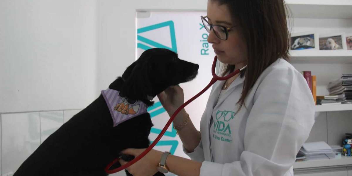 Teste de Supressão: A Chave para Diagnosticar a Síndrome de Cushing em Gatos