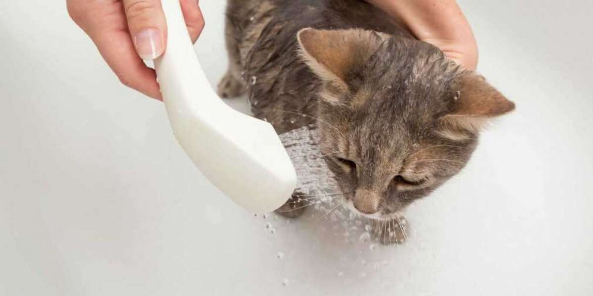 The Ultimate Guide to Buying Pet Products Online Why Shopping for Pet Products Online is the Best Choice