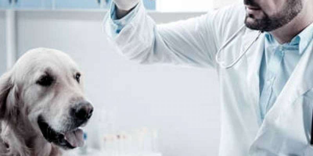 Saiba Quanto Investir em Exames Veterinários para Seu Pet
